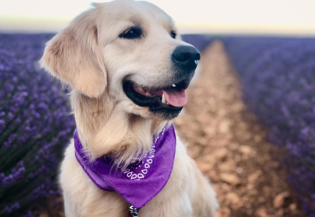 Vibrant and Colorful Art Competition